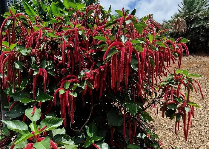 Torres Del Sol Luxury Americas Playa de las Américas