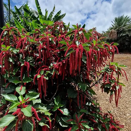 Torres Del Sol Luxury Americas Playa de las Américas