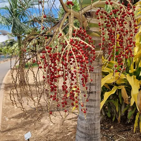 Torres Del Sol Luxury Americas * プラヤ・デ・ラス・アメリカス