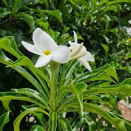 Torres Del Sol Luxury Americas アパート