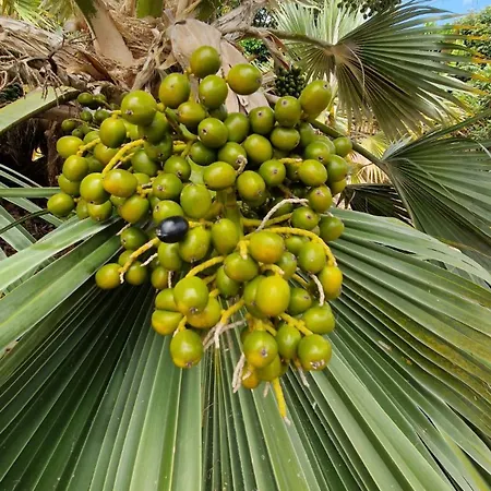 Torres Del Sol Luxury Americas アパート プラヤ・デ・ラス・アメリカス