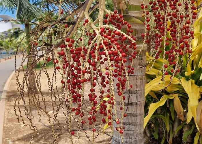 Torres Del Sol Luxury Americas * Playa de las Américas