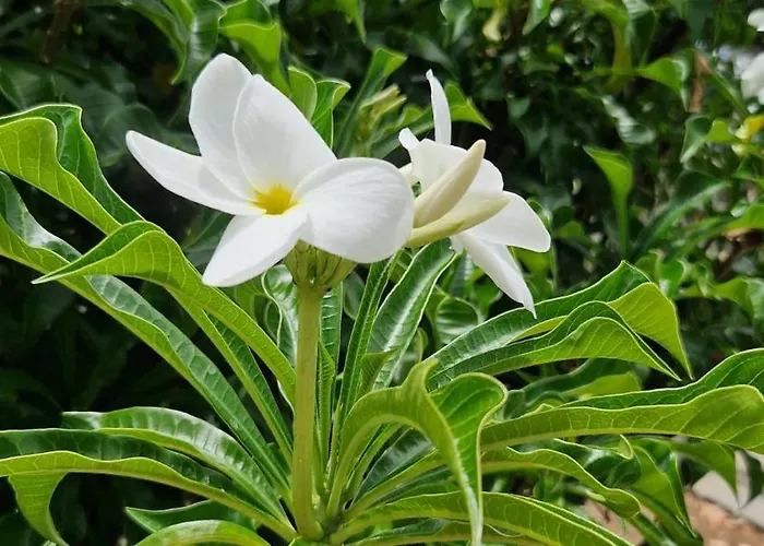 Torres Del Sol Luxury Americas Apartment